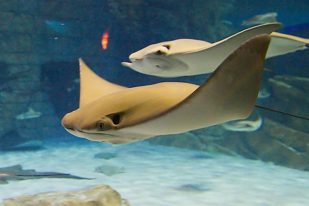 IMAGE: http://i258.photobucket.com/albums/hh280/invertalon/7Dt4.jpg