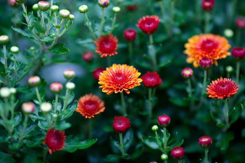 IMAGE: http://i258.photobucket.com/albums/hh280/invertalon/IMG_3634.jpg