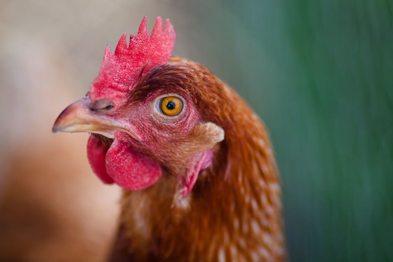 IMAGE: http://i258.photobucket.com/albums/hh280/invertalon/IMG_3664.jpg