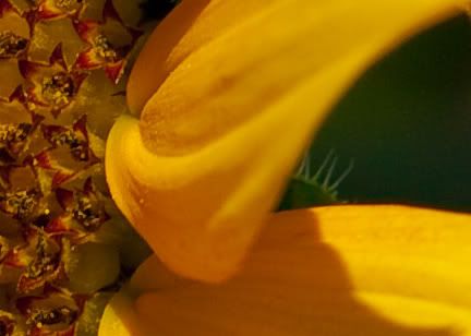 IMAGE: http://i258.photobucket.com/albums/hh280/invertalon/IMG_8950detail.jpg