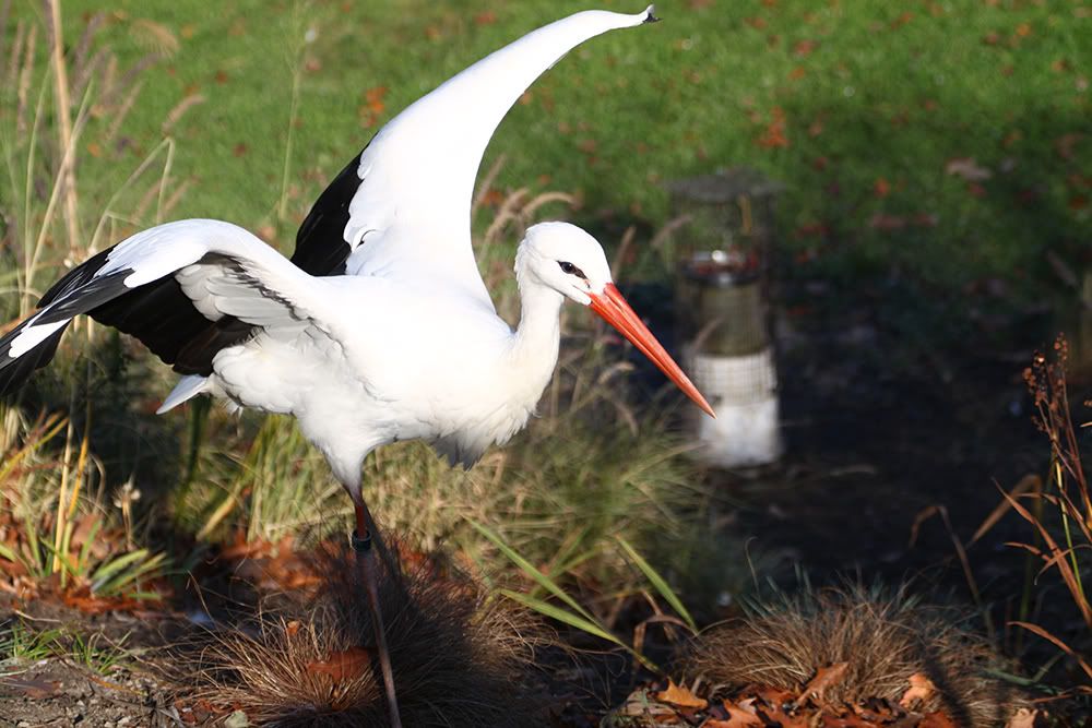 IMAGE: http://i258.photobucket.com/albums/hh280/invertalon/Photographs/1-1.jpg