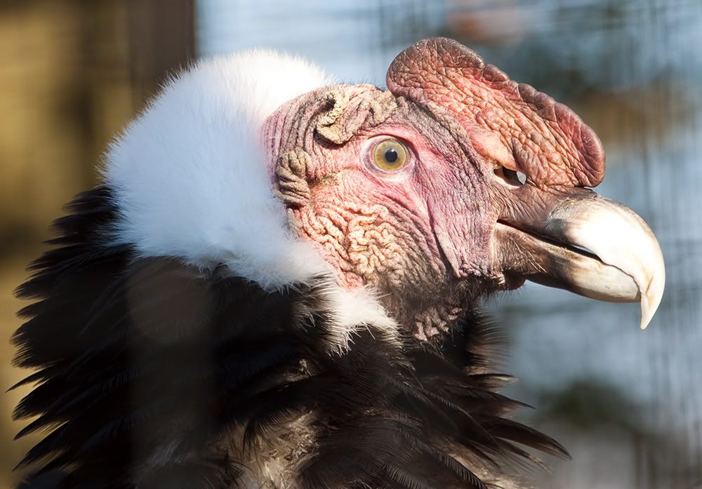 IMAGE: http://i258.photobucket.com/albums/hh280/invertalon/Photographs/2.jpg