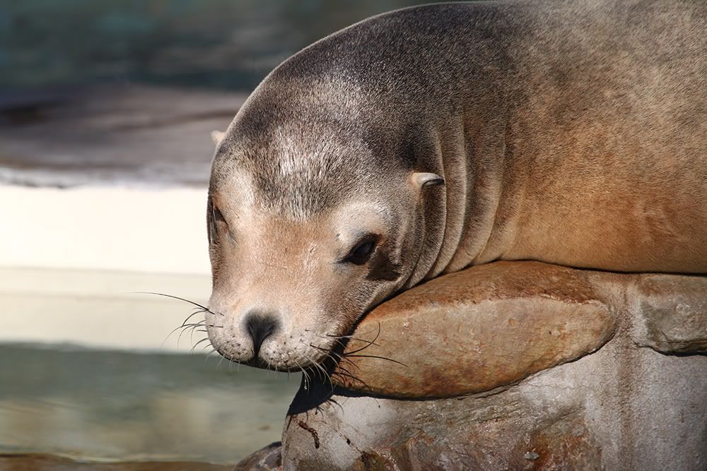 IMAGE: http://i258.photobucket.com/albums/hh280/invertalon/Photographs/3.jpg