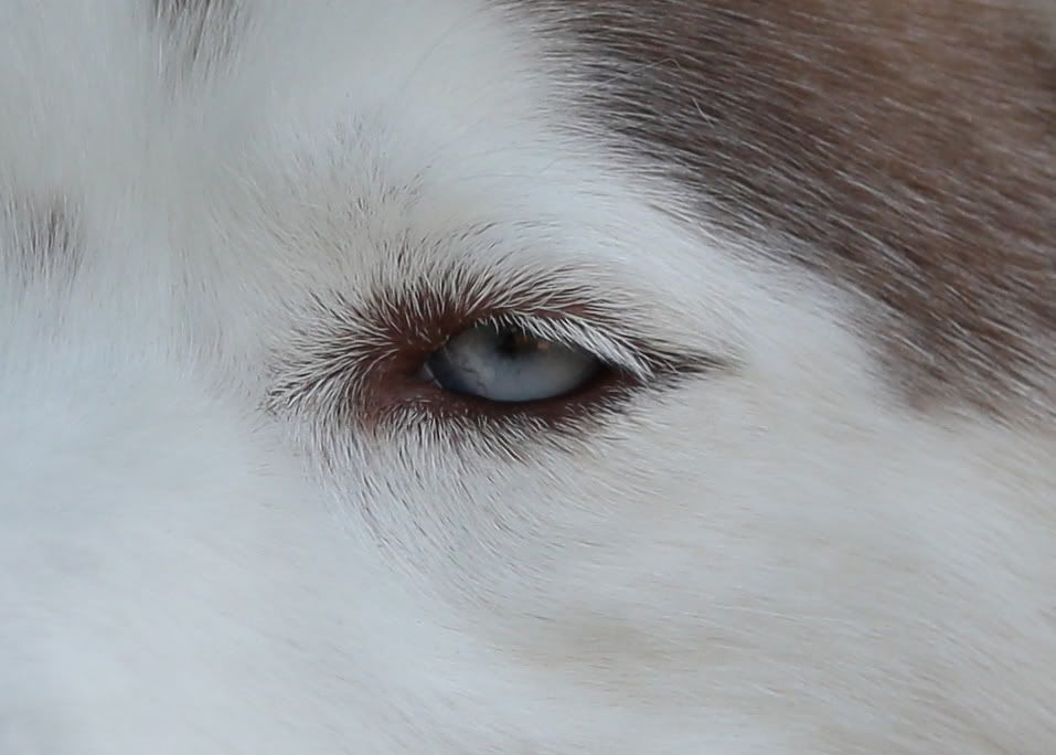 IMAGE: http://i258.photobucket.com/albums/hh280/invertalon/dog2.jpg