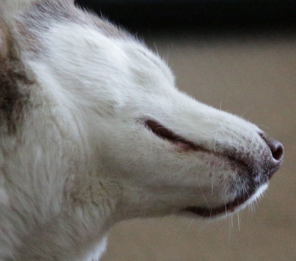 IMAGE: http://i258.photobucket.com/albums/hh280/invertalon/dog4.jpg