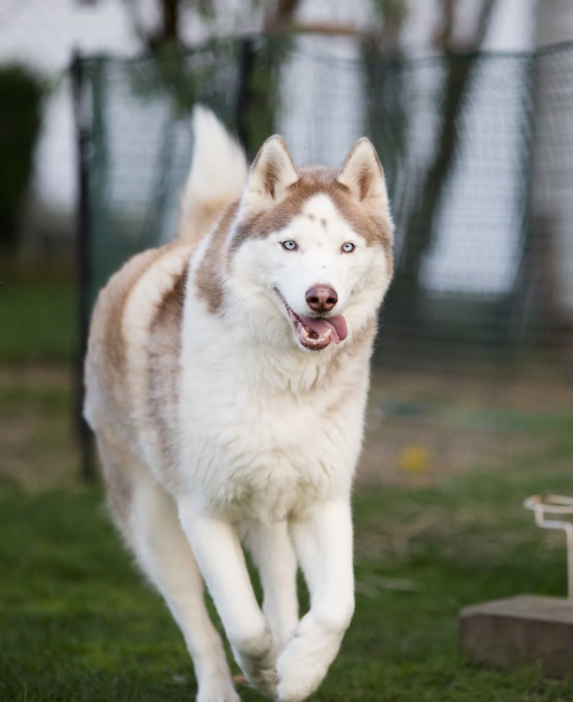 IMAGE: http://i258.photobucket.com/albums/hh280/invertalon/kobi1.jpg