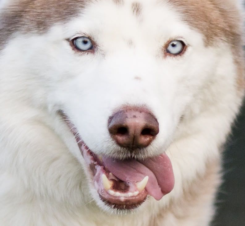 IMAGE: http://i258.photobucket.com/albums/hh280/invertalon/kobicrop.jpg