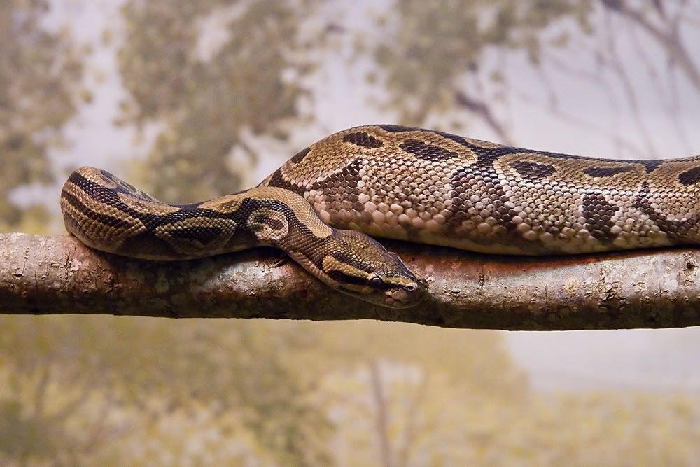 IMAGE: http://i258.photobucket.com/albums/hh280/invertalon/snake.jpg