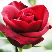 RED ROSE Pictures, Images and Photos