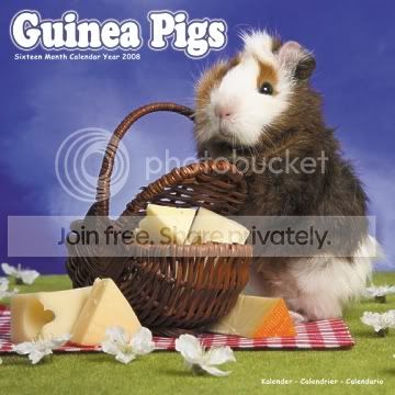 GuineaPigfront.jpg