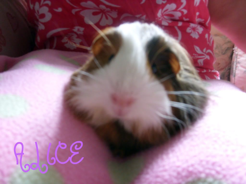 Alice2.jpg