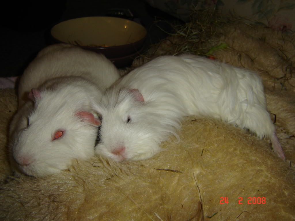 DSC03229.jpg