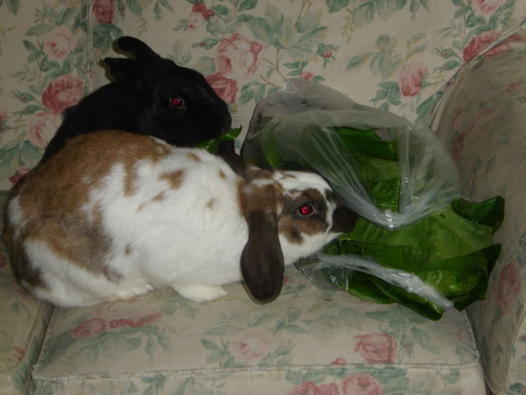 DSC06652.jpg