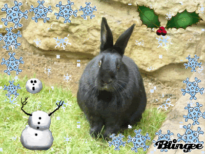 TeddyChristmas.gif