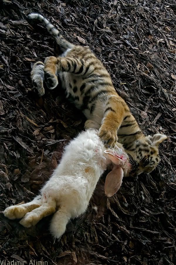 © 2008, Владимир Алимин