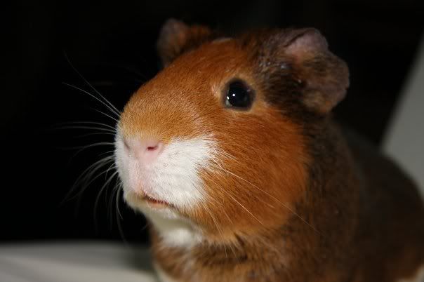 Chester1.jpg