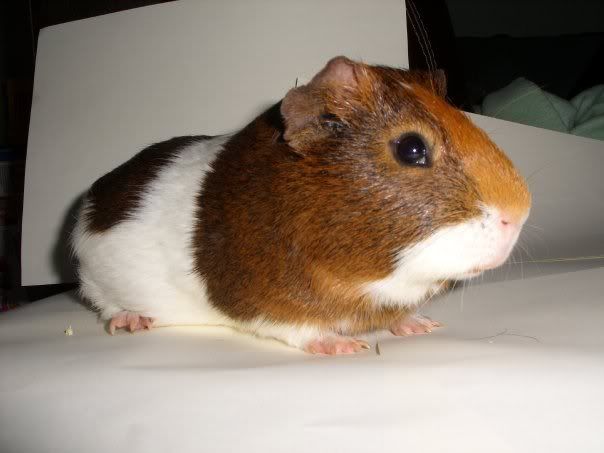 Chester2.jpg