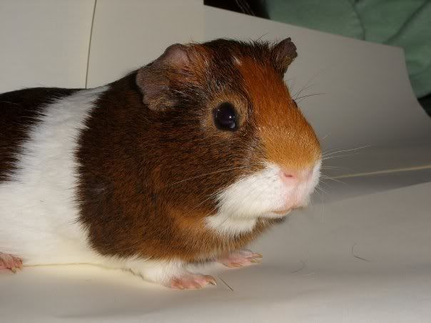 Chester3.jpg
