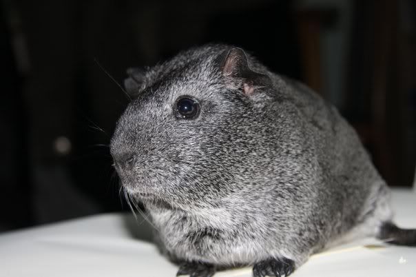 Jemima1.jpg