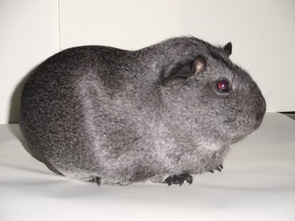 Jemima3.jpg