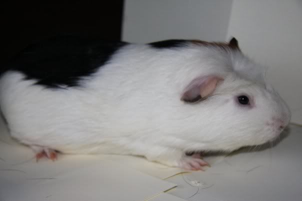 tuffty1.jpg