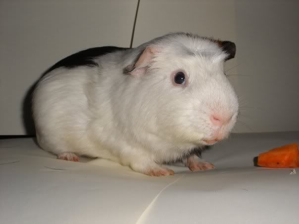 tuffty2.jpg