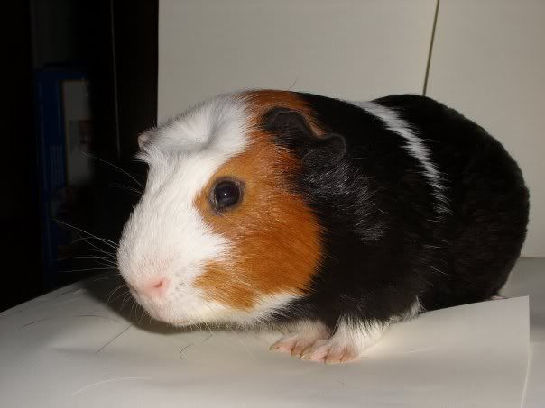 tuffty3.jpg