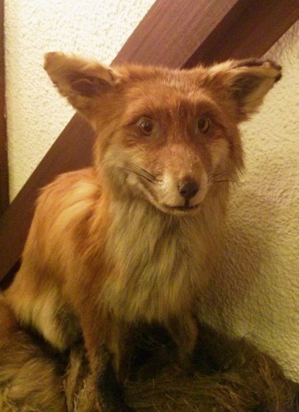 photo fox2_zps01df3eed.jpg