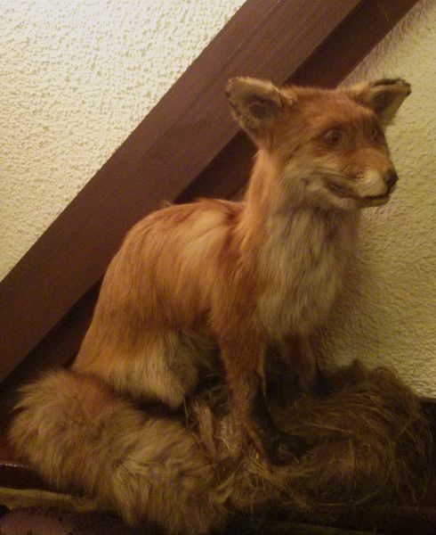 photo fox3_zps7d7e544a.jpg