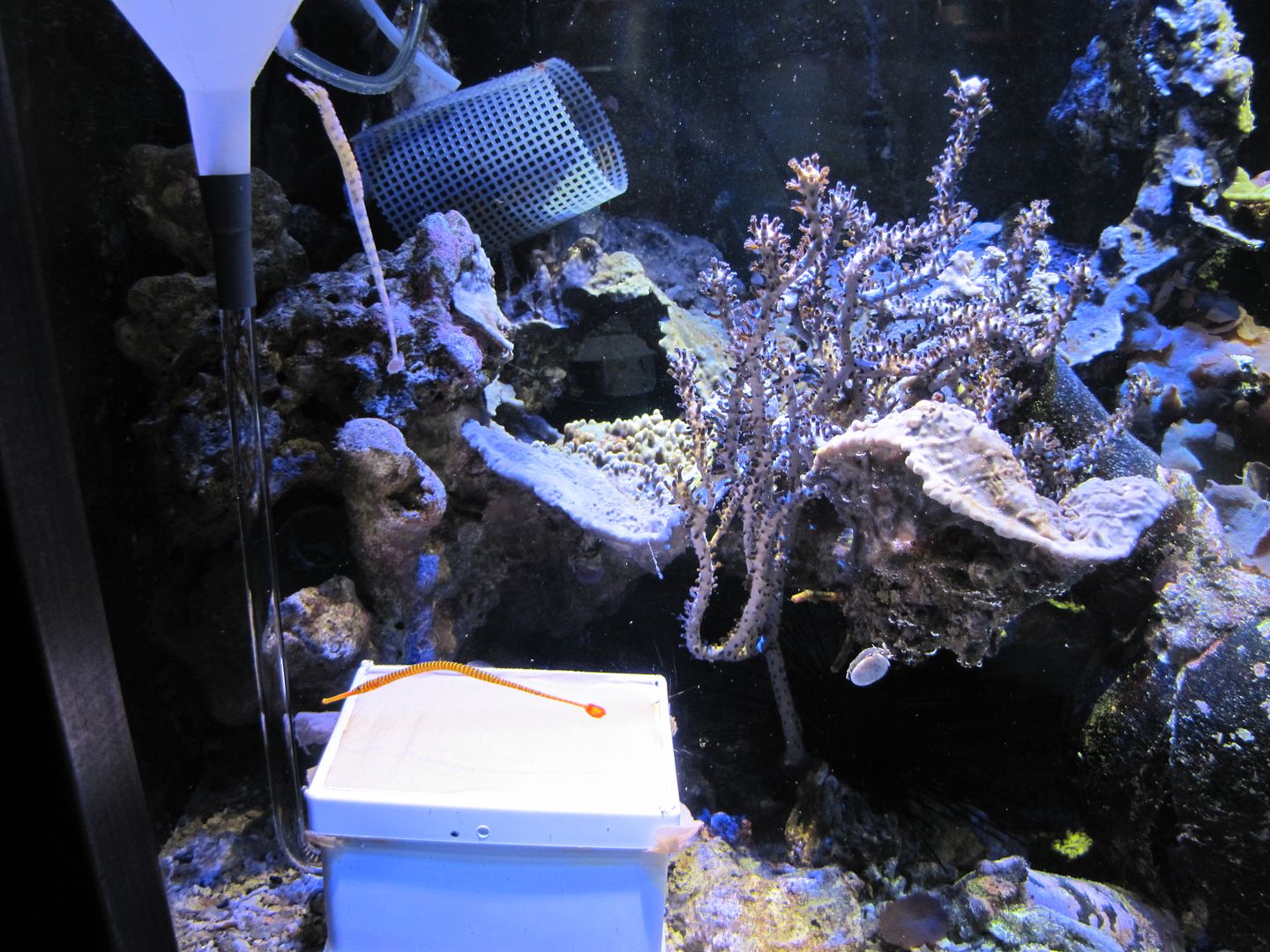 Auto brine shrimp hatchery and feeder - The Reef Tank