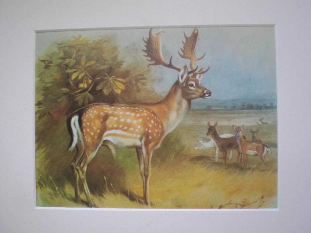 Archibald Thorburn Fallow Deer Print  