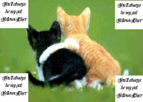 catsfriends.jpg?t=1205784824