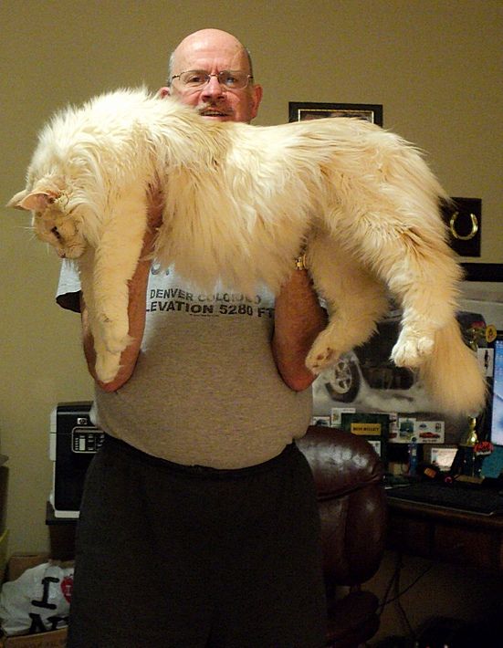 Guinness World Record longest cat - AudioAficionado.org