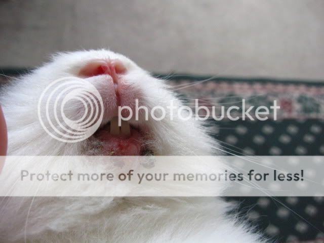 008.jpg 08/09 since june trying toheal his lip picture by cutecottonbun