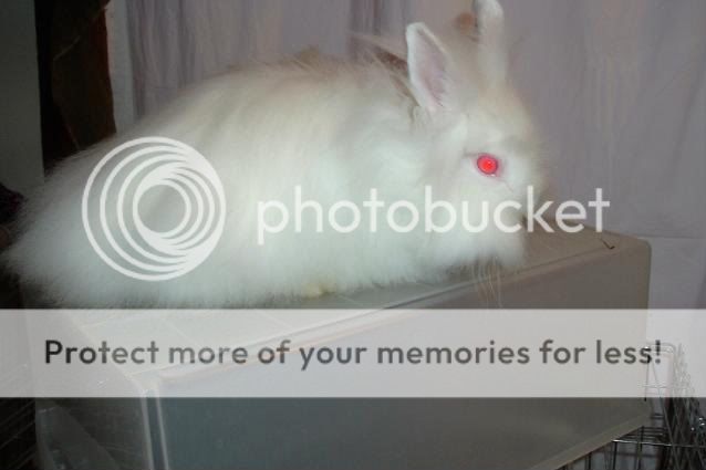 009_9-1.jpg picture by cutecottonbun