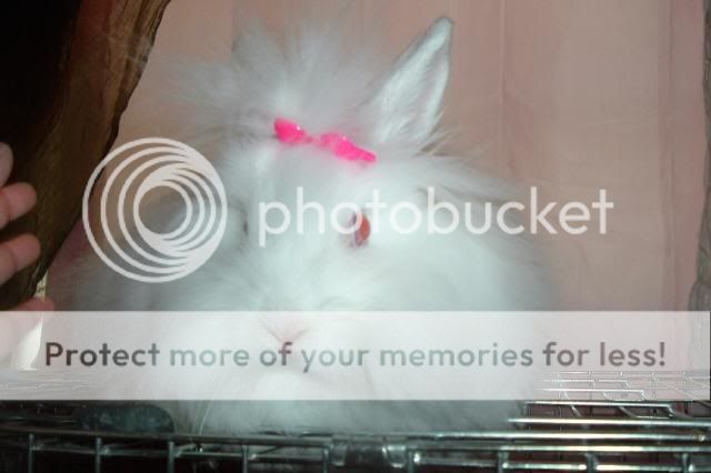 012_12-1.jpg picture by cutecottonbun