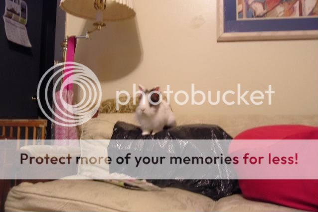 012_12.jpg Cotton king of the couch 6/08 picture by cutecottonbun