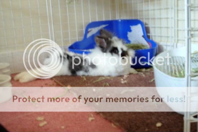 014_14.jpg Nora really relaxed 6/08 picture by cutecottonbun