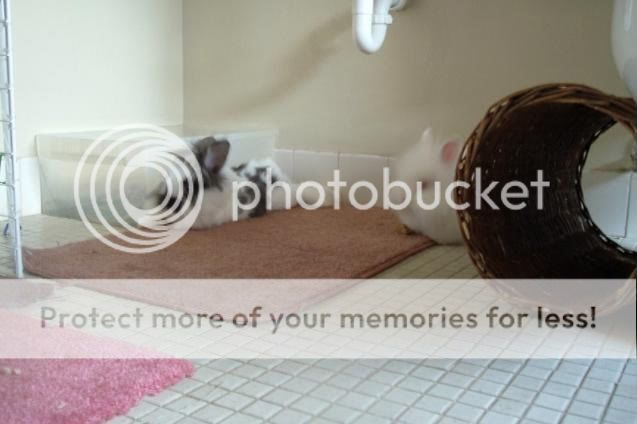 017_17.jpg Nora lying down eating treat and ruby w/treat picture by cutecottonbun