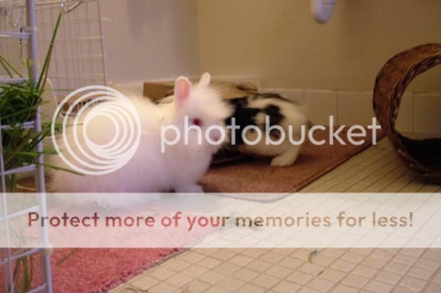 020_20-1.jpg our first box 6/08 ruby's sheep face picture by cutecottonbun