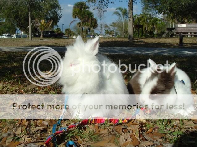 Adayatthepark008.jpg picture by cutecottonbun