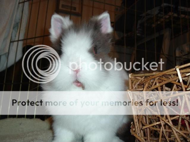 Cottonspettings002.jpg picture by cutecottonbun