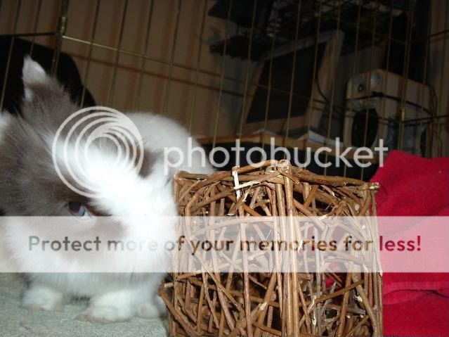 Cottonspettings003.jpg picture by cutecottonbun