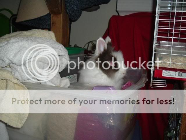 DSCF0103_103_004-1.jpg picture by cutecottonbun