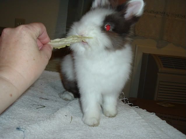 DSCF0230-1.jpg picture by cutecottonbun