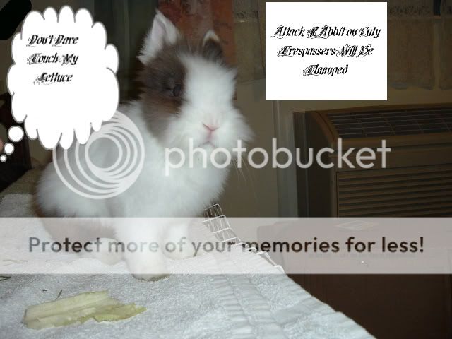 DSCF0231-1-1.jpg picture by cutecottonbun