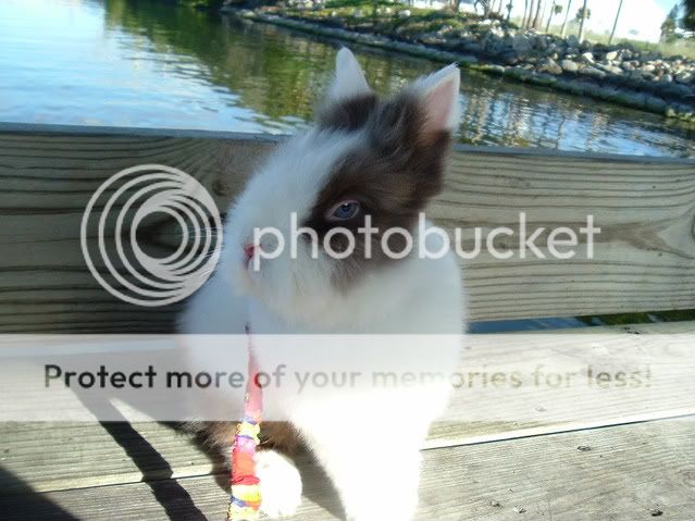 DSCF0374.jpg picture by cutecottonbun