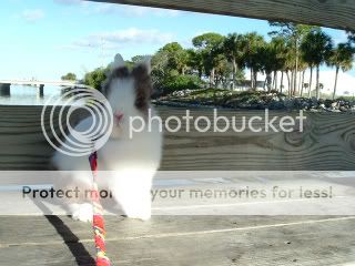 DSCF0375-1.jpg picture by cutecottonbun