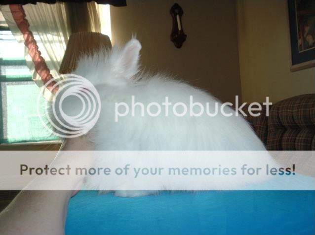 DSCF0388.jpg picture by cutecottonbun