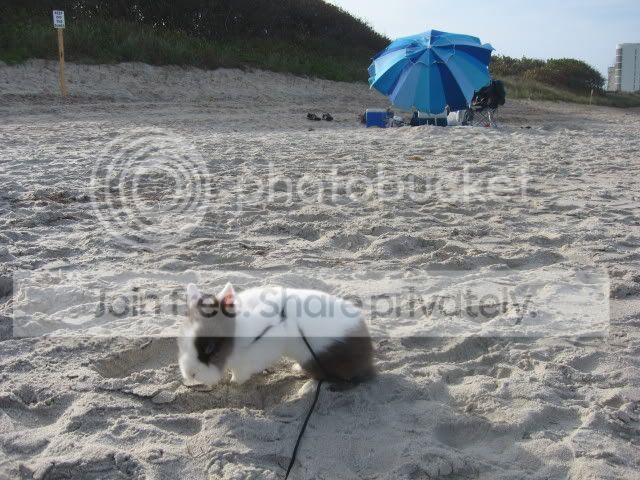 IMG_6009.jpg picture by cutecottonbun